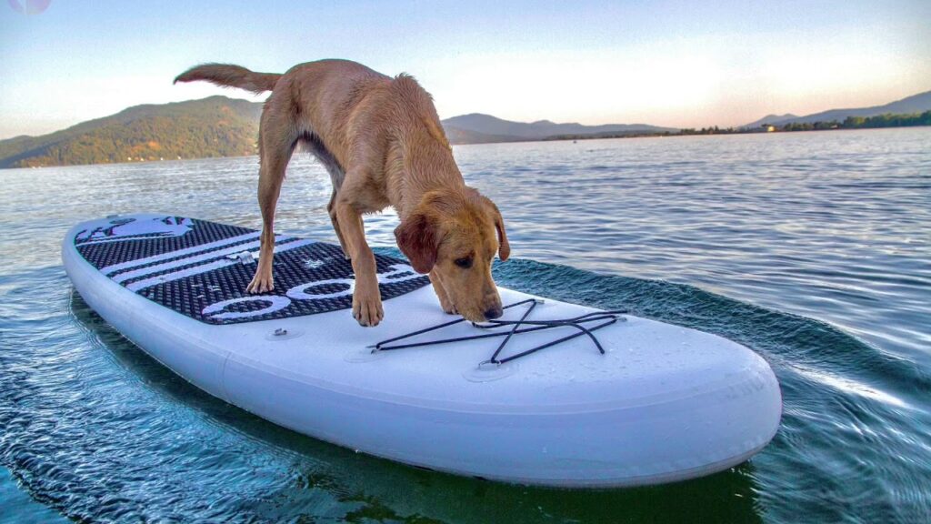 protecting your sup against dog nails