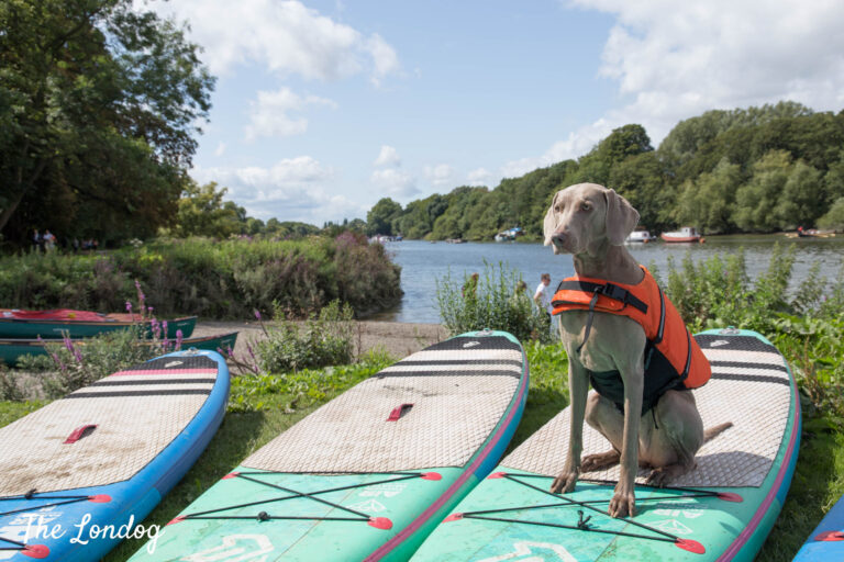 Read more about the article Protecting Your Paddle Board From Dog Nails: How Do You Do It?